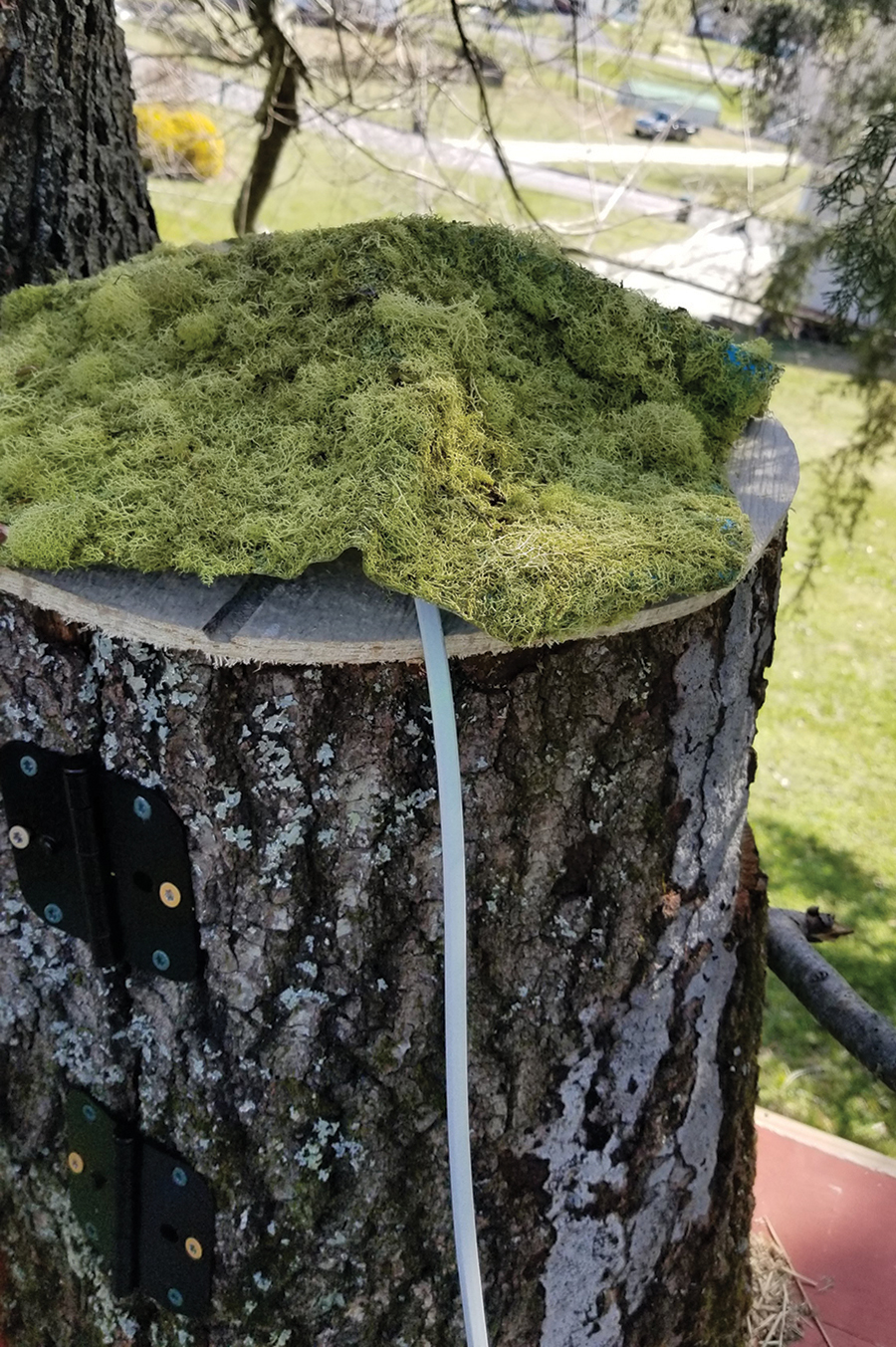 The owl house was made out of a 2-foot section of hollow tree, with a hole cut in the top for a camera and an opening in front for the owl. Moss camouflages the camera. Improvements have been made since the box was mounted.