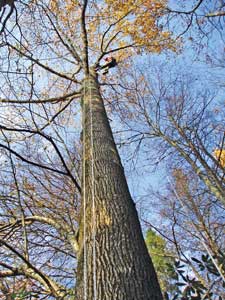 Up, up and away. Tulip poplars are good for climbing – Wray estimates he can climb them to about 85 feet.