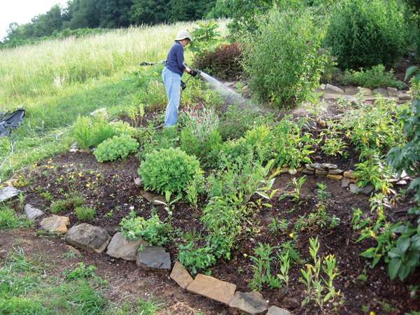 Judy Carson watering the restored garden late in the day in early June.
