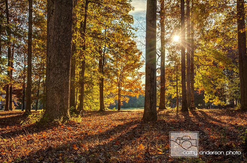 Autumn's Glory - Share it if you like it, and don't forget to become a fan of my page!

In the midst of my busy fall portrait season, you'd think I wouldn't have much time to go out on excursions. I didn't, really, but I was very fortunate to be able to capture this beautiful scene while photographing a local golf course. Who said the portrait world and nature photography world couldn't coincide?

This scene stopped me in my tracks. The way the light reflected through the trees, combined with the gorgeous sun and radiant autumn leaves, really made an iconic fall scene that was begging to be photographed. I got a quick capture before I had to move on, but I'm so glad I took a quick moment to grab this photo.

Check out my social media pages:
Facebook: www.facebook.com/CathyAndersonPhoto
Website: www.cathyanderson.photography
Instagram: http://instagram.com/cathyandersonphoto
Flickr: https://www.flickr.com/photos/125802685@N03 (cathyandersonphoto)
500px: http://500px.com/CathyAnderson