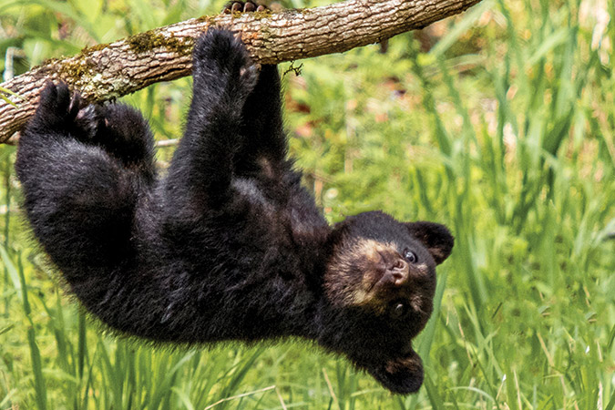 On nature’s jungle gym, this little bear cub hangs around upside down in the Great Smoky Mountains National Park, Cades Cove, Tennessee.