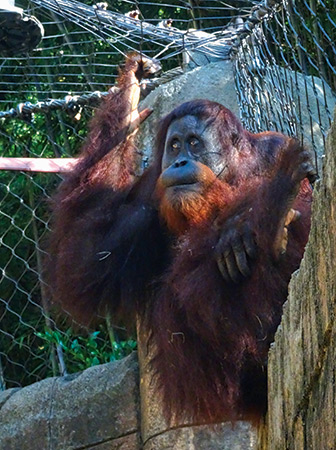 The 14-acre Greenville Zoo is in Cleveland Park.