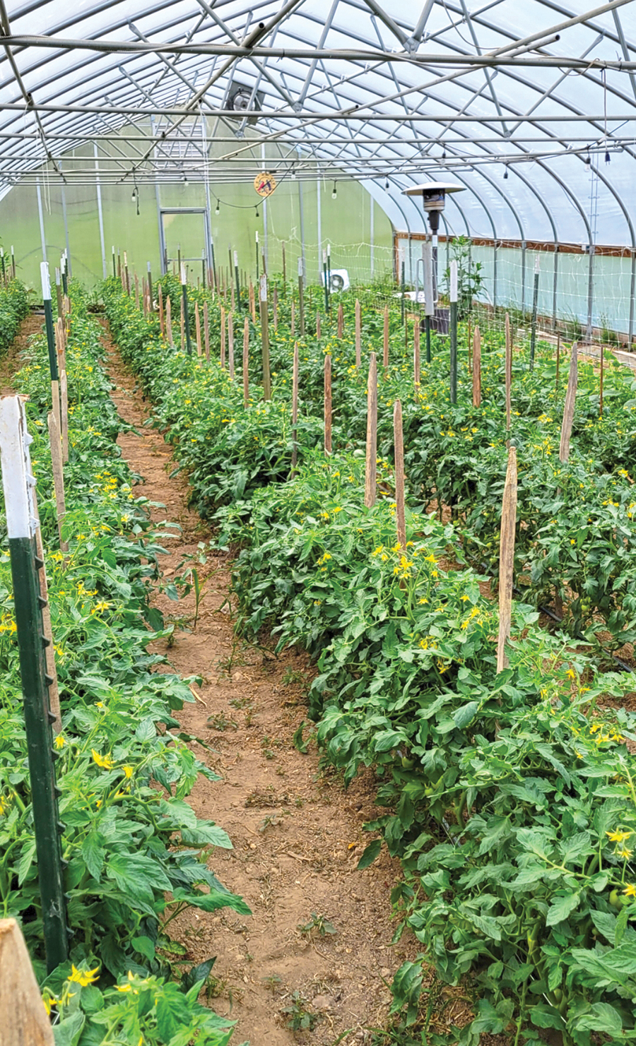 Tomatoes on the Baker farm are grown in structures called high tunnels.
