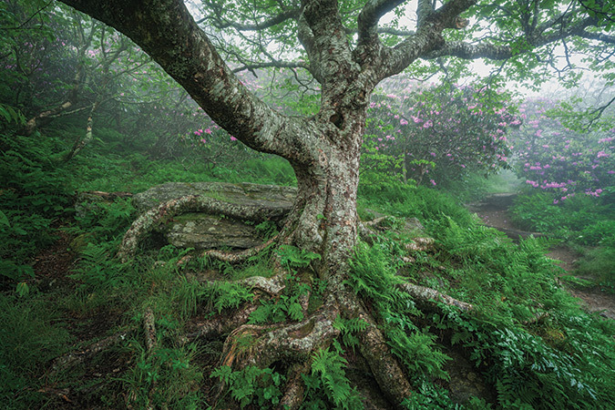Rhododendron in an ancient forest, Craggy Pinnacle Trail, Craggy Gardens, North Carolina - May 29.