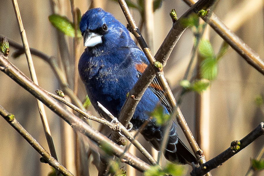 Blue Grosbeak, male