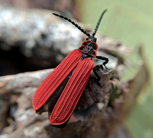 Golden net-winged beetle.