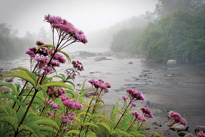 The Canaan Valley of West Virginia is home to some 580 plant species.