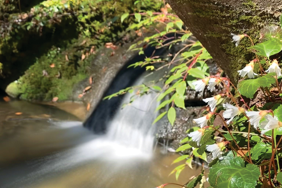 South Carolina: Oconee Bell Nature Trail