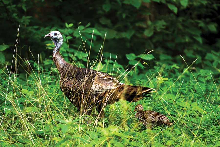 Turkey and poults in the woods in Kentucky along the Kentucky and Southwest Virginia border. From the photographer: “Finding a wild turkey with her young is a rare sight, as the poults like to hide and are rather quick to get out of sight. I was fortunate enough to have my camera ready as I came across them.”