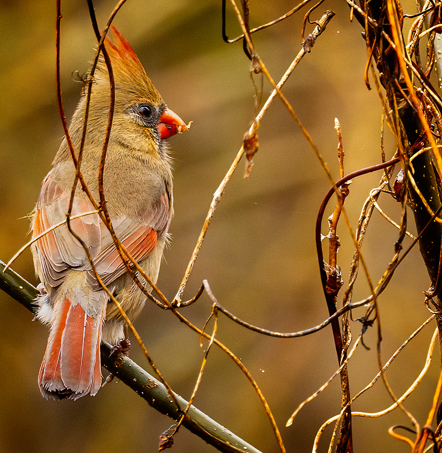 Female Northern Cardinal