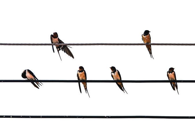 Barn swallows like to perch on wires.