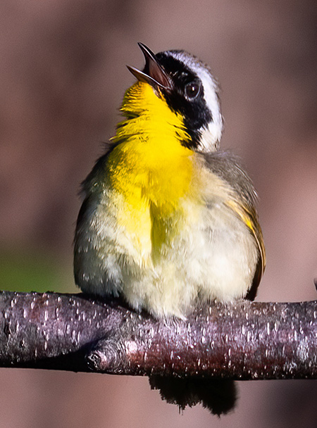 The Common Yellowthroat (who looks anything but common) is considered a “nonconformist.” They are the only warbler to nest in open marshlands. So, head to wetlands with dense low growth; listen; and watch. With their large breeding range, chances of spotting some are quite good.