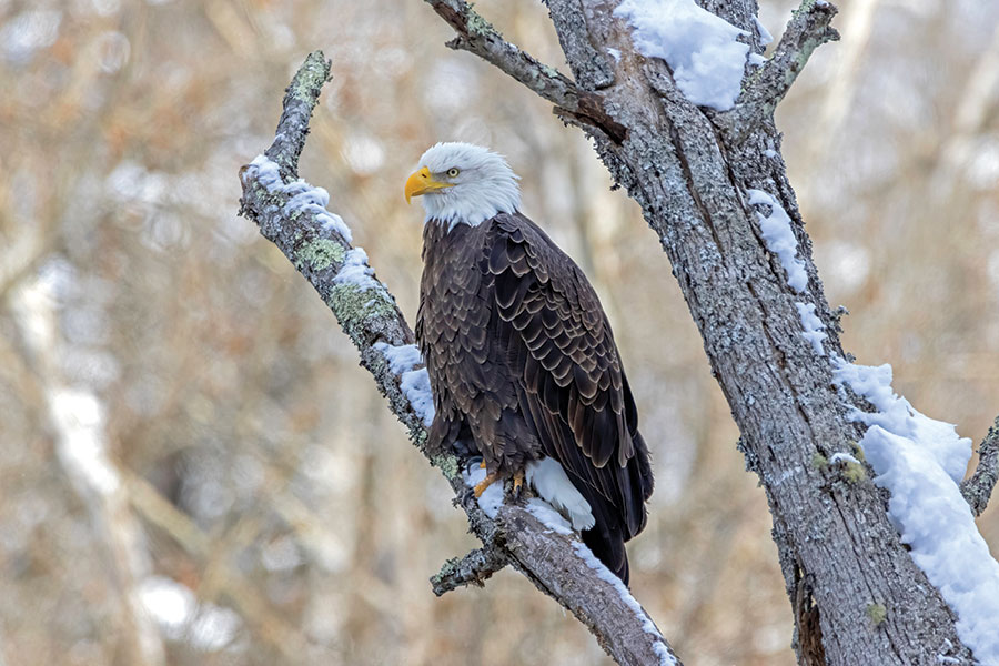 Bald eagle in southwest Virginia. From the photographer: “Braving the near single-digit temperatures after a heavy snow, we ventured out in hopes of spotting bald eagles. We were excited to find this beautiful bird sitting in a snow-laced tree along the partially frozen Clinch River. I had to let my camera acclimate to the freezing temperatures before I could capture this moment.”