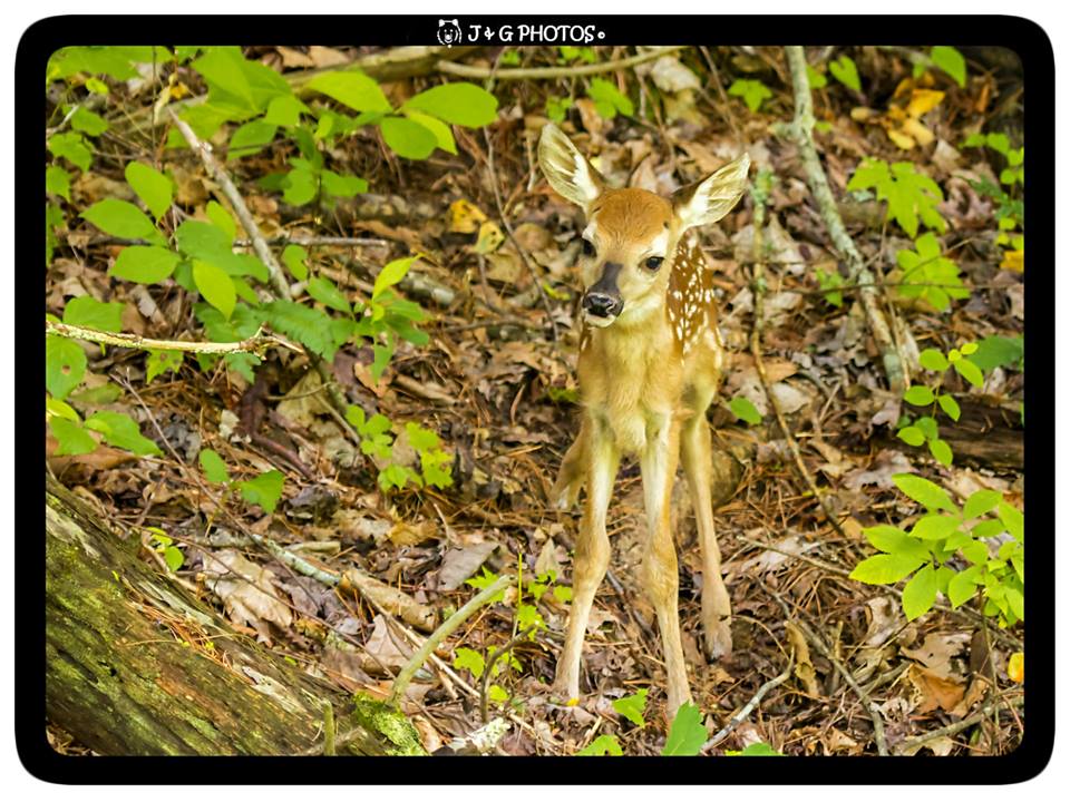 New Baby fawns of 2015. Only hours old, this cute little baby fawn was blending in with the background in the woods. Photos shot at a gorgeous mountain farm up in the Beautiful Mountains of East Tennessee.

Likes, comments and shares are welcomed, but please do not alter the photo (crop the border and our copyright) and use it as your own.