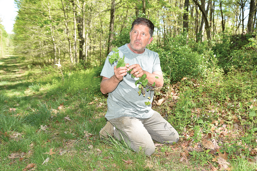 Clay Morris says garlic mustard excels as a pesto.