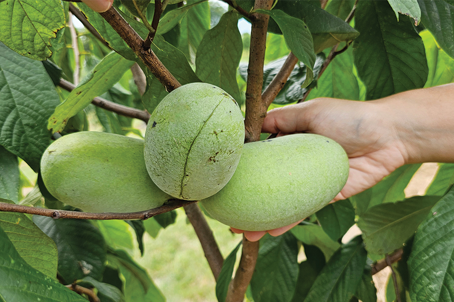 Pawpaws in August hang from one of about 6,000 pawpaw trees at Kentucky State University.