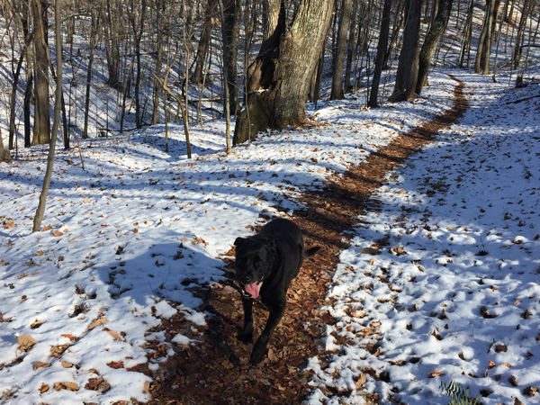 Cookie on Chestnut Ridge Loop Trail, 12/10.