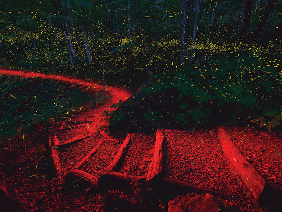 Smokies Lightshow. Fireflies light up the night in the Great Smokies, while the red light from a flashlight illuminates the path.
