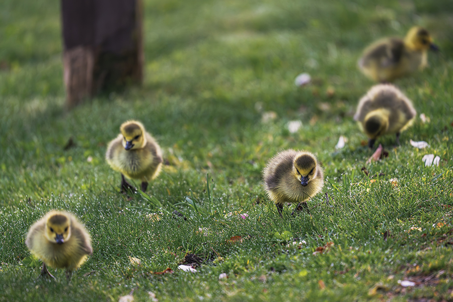 Signs of early spring abound at Lake Junaluska in North Carolina. From the photographer: “While hiking the shoreline, I saw a small brood of goslings foraging through fresh green grass — a quiet, unspoken signal that the season of renewal had arrived.”