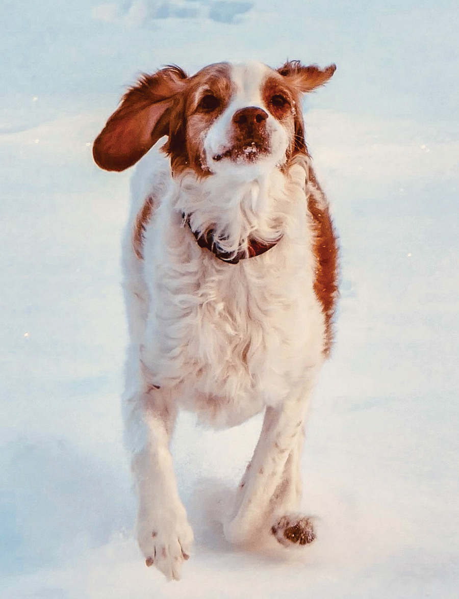 This photo was taken within six months of Daisy losing her sight and hearing. She still loves the smells of Blue Ridge Country, now more than ever!!