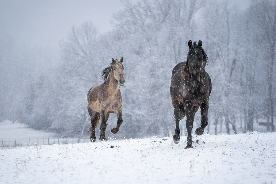 A snowy day in Haywood County, North Carolina. From the photographer: “I pulled over to photograph the horses as they grazed in the snow out in the field. Once they saw me get out of the vehicle they came sprinting over, presumably for carrots. Little did they know that I showed up empty-handed.”