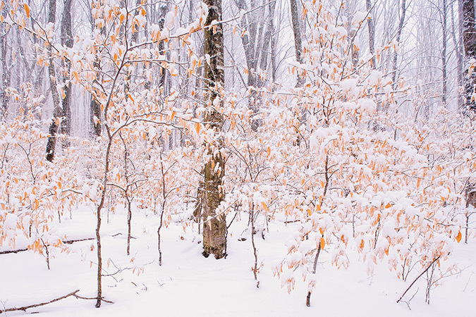 Snow and beech trees, Cherokee National Forest, Tennessee - January 20.