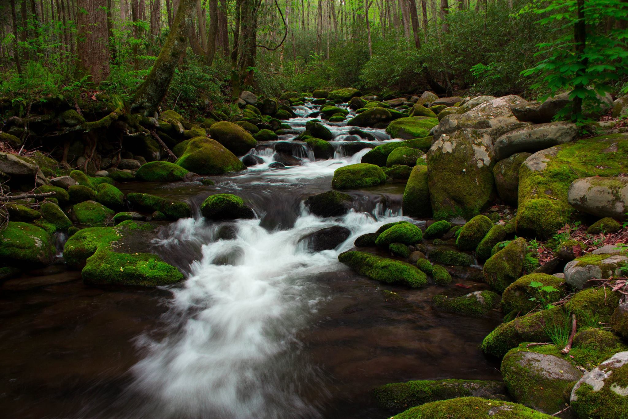 Roaring Fork Motor Nature Trail
