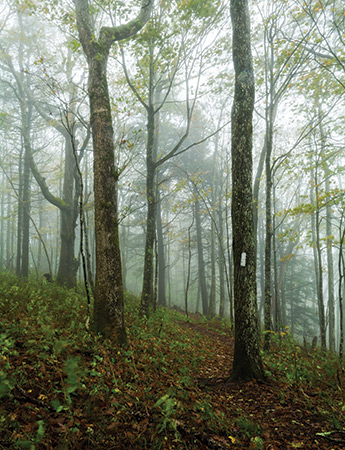Beauty Spot: From Erwin, follow TN 395 (Rock Creek Rd.) to Beauty Spot Gap Rd, to the Beauty Spot Parking area. Beauty Spot is 30 yards from where you park and you can follow the A.T. from there into the Roan Highlands. Beauty Spot, along the North Carolina/Tennesse line, is a bald that offers up stunning views of the Roan Highlands.
