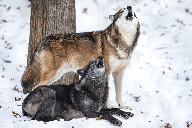 3 years, 8 months old: Unalii and Takoda howl in the snow. At the time they were alpha pair, but Unalii has since lost his spot as alpha to one of the wolves introduced the next spring.