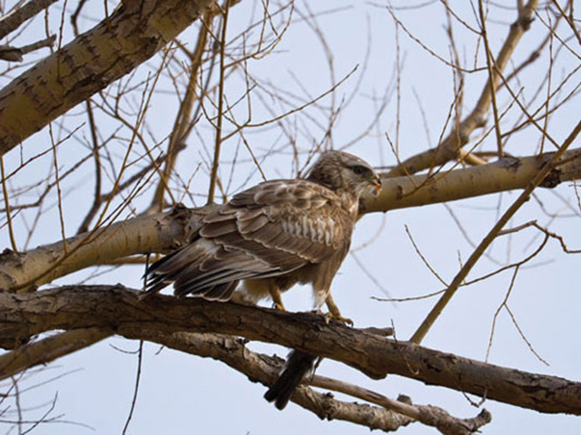 Raptor populations in the Blue Ridge have been recovering in recent years; for birdwatchers, winter is best for spotting golden eagles, especially along the Blue Ridge Parkway.