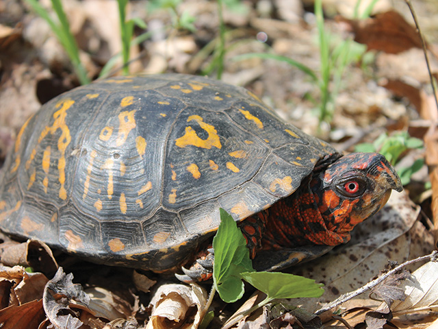 Clearing wildflowers of overgrowth, an unexpected perk: a box turtle encounter.