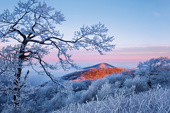 First light paints the mountains near a wind-shaped oak on Max Patch in North Carolina.