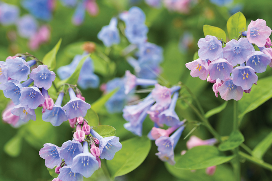 Hint: Two words: A southern state found just below the Mason-Dixon line and the flower color; plus something that rings in a church steeple.