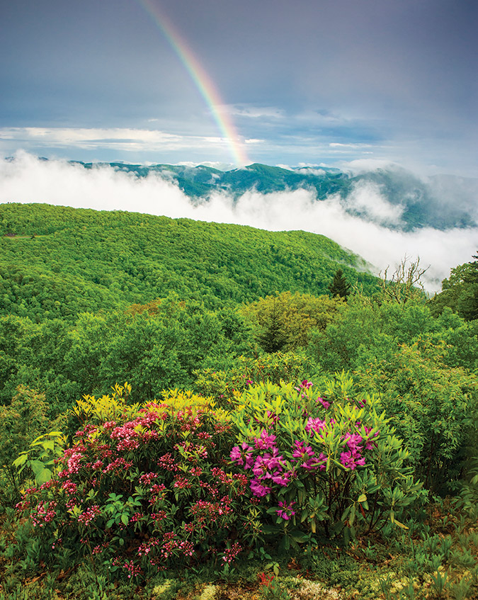 A rainbow forms in the distance after a passing storm as mountain laurel and Catawba rhododendron bloom at an opening just below Waterrock Knob on the Blue Ridge Parkway near Waynesville, North Carolina.
