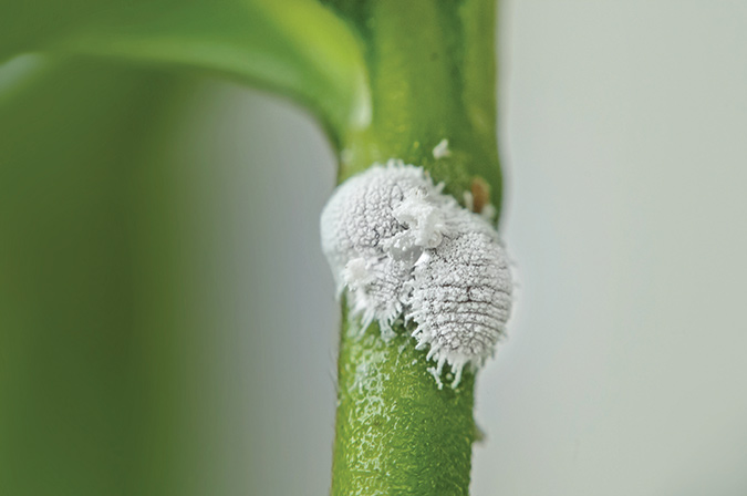 Floyd, Virginia, is home to Puto kosztarabi or mealy bugs.