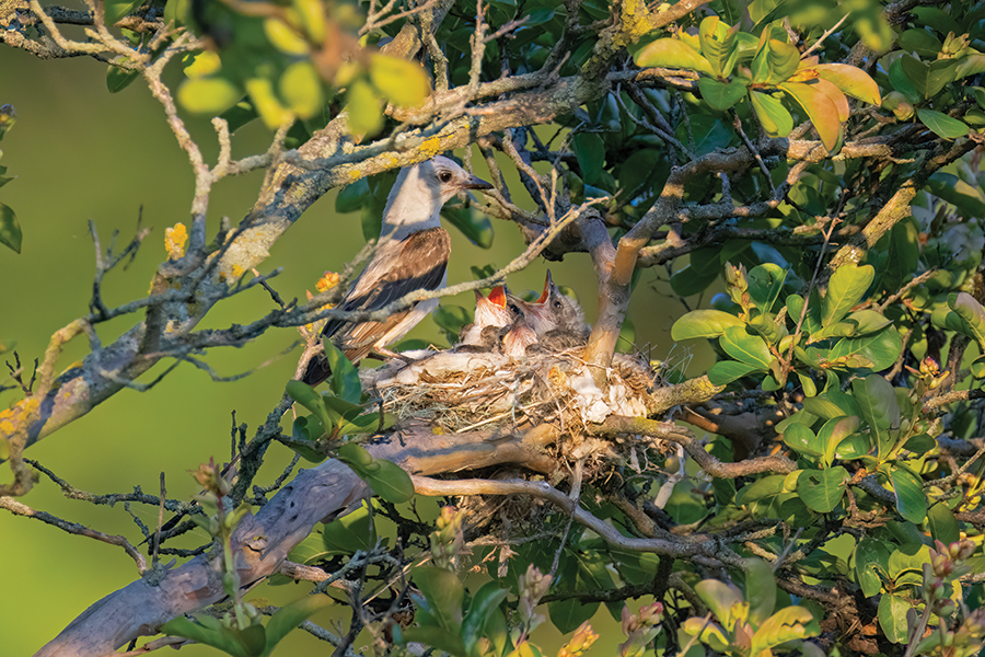 This scissor-tailed flycatcher has become an unlikely local in Jonesborough, Tennesee. From the photographer: “Though the species typically lives in the Great Plains, this elegant visitor has returned to the same nest in the oldest town in the state for several years.”