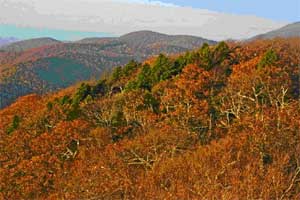 Flat Top Carolina: Hemlock