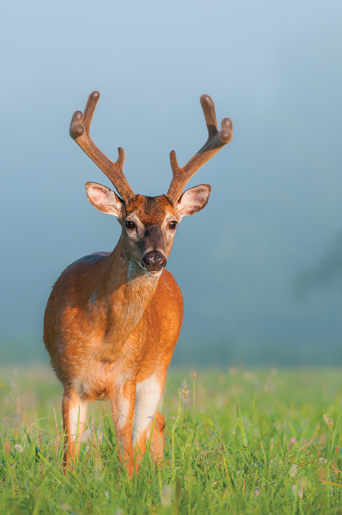 With still-growing velvet-covered antlers, this whitetail pauses for a moment on a foggy morning in Great Smoky Mountains National Park.