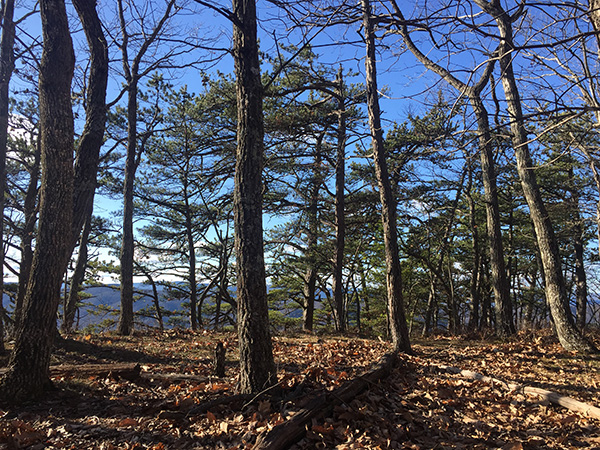 This spot, 50 feet back from the formation of Tinker Cliffs, was at least 10 degrees warmer than out on the rocks.