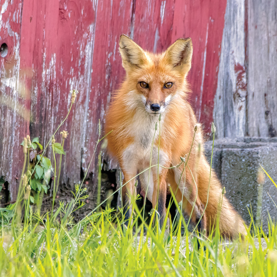 A parent fox—part of a temporary, offspring-rearing family unit called a “leash”—comes out of the den to investigate the photographer.