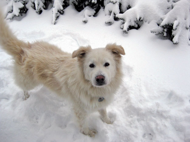 Ol’ Fluff has for 10 years been a loyal, obedient, kindly pet, with no real faults except for his penchant to answer, now and again, to the call of the wild.