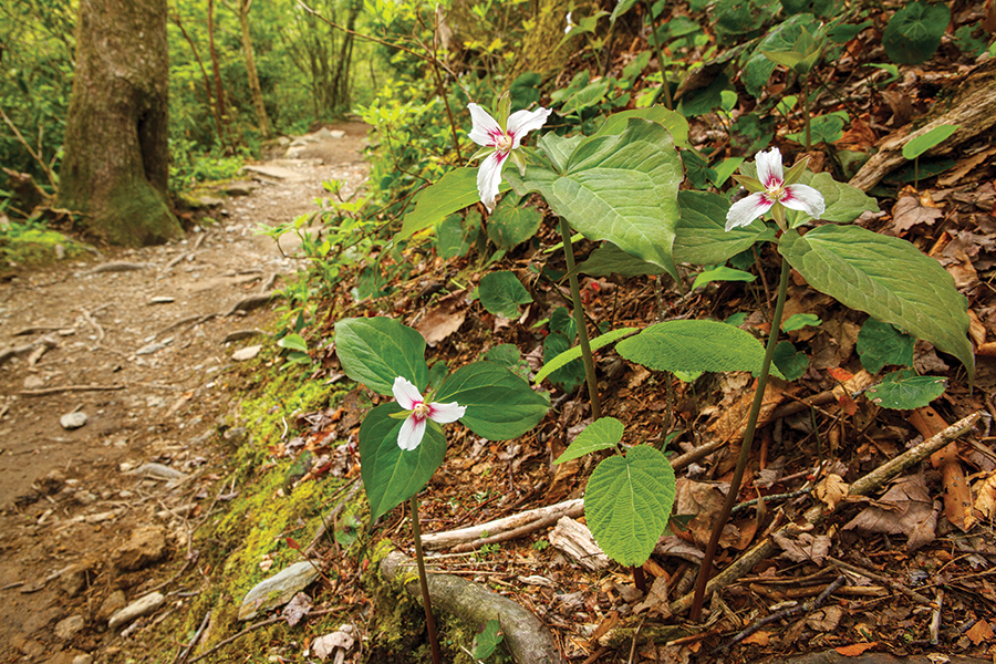 Painted trillium along the Blue Ridge Parkway’s Tanawha Trail in North Carolina. From the photographer:
“After searching unsuccessfully, I stopped to re-tie my boots only to glance up and see three blooms I had missed when passing by in the opposite direction.”