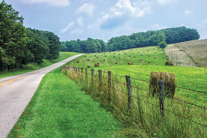 High-elevation grasslands are important habitats for many species of birds.