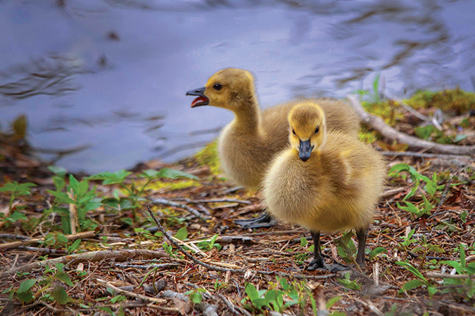 These goslings were photographed at Pandapas Pond, just outside of Blacksburg, Virginia. From the photographer: “I had taken my granddaughter there to walk the path around the pond. The parents were out in the water with the rest of the little ones, but these two stayed just long enough for me to get a couple of shots before scurrying into the water to join their family.”