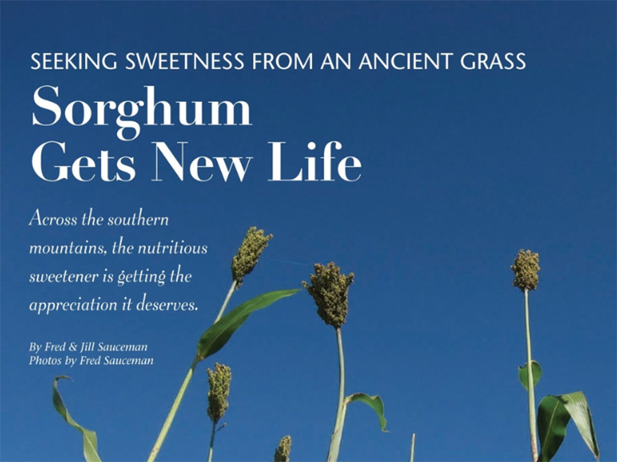 Sorghum cane ready for harvest.