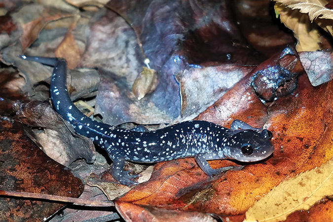White-spotted salamander.