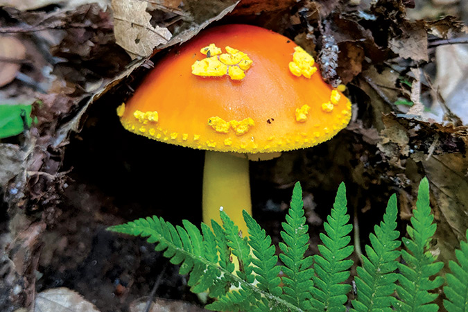 “Yellow patches” Amanita flavoconia.