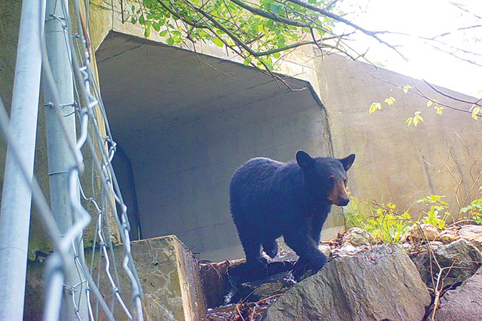 A black bear walks near a medium-sized box culvert under 1-26 north of Asheville, North Carolina.