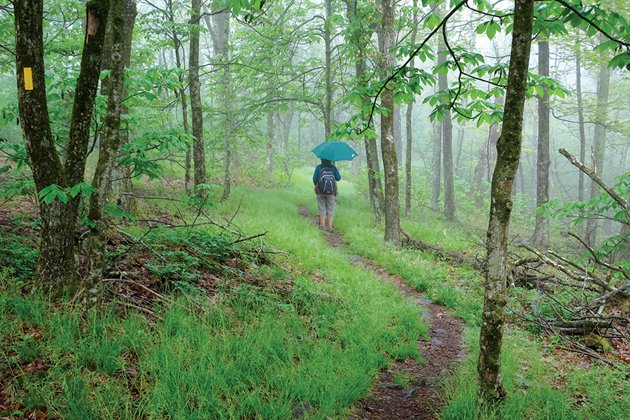 The Umbrella Lady ascends dryly into the rain and fog.