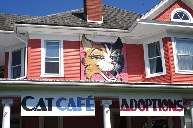 Give Purrs a Chance Cat Cafe´ is home to many cats gently and purringly awaiting adoption.